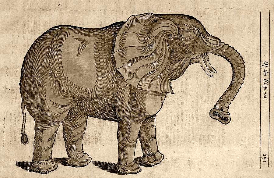 El-elefante-de-Pigmalion